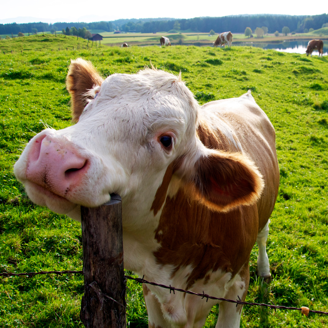 grass fed cows are happier cows